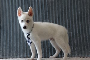 Brooks - Pomsky for sale