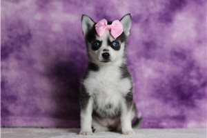 Kaia - Pomsky for sale
