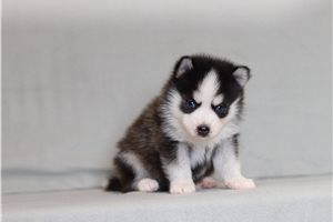 Zebb - Pomsky for sale