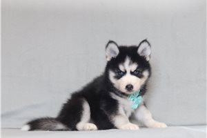 Gregor - Pomsky for sale
