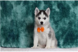 Benjamin - Pomsky for sale
