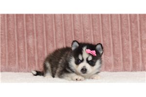 Sansa - Pomsky for sale