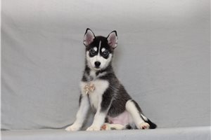 Benny - Pomsky for sale