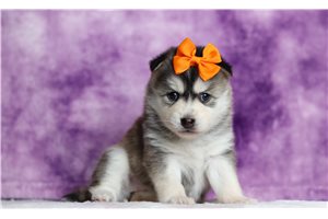 Muriel - Pomsky for sale