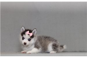 Yenko - Pomsky for sale