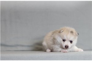Zane - Pomsky for sale