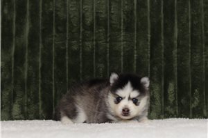 Falstaff - Pomsky for sale