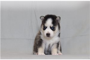 Omega - Pomsky for sale