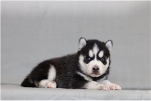Gordon - Pomsky for sale
