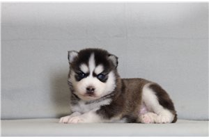 Chester - Pomsky for sale