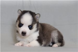 Overton - Pomsky for sale