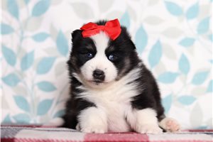 Freya - Pomsky for sale