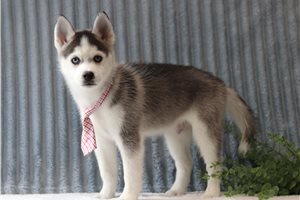 Benjamin - Pomsky for sale