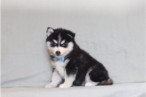 Chase - Pomsky for sale