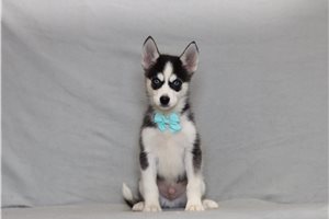 Benson - Pomsky for sale