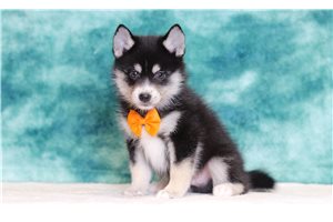 Petunia - Pomsky for sale