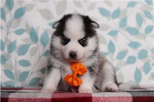 Gideon - Pomsky for sale