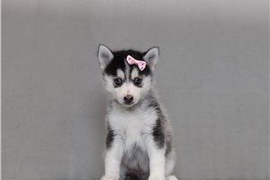 Yumi - Pomsky for sale