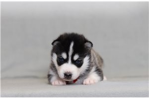 Benny - Pomsky for sale