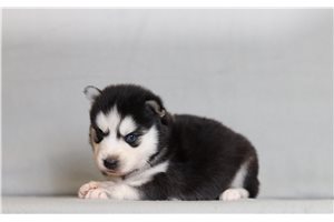 Graham - Pomsky for sale