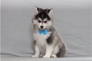 Alden - Pomsky for sale
