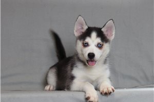 Oliver - Pomsky for sale