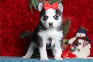 Indigo - Pomsky for sale