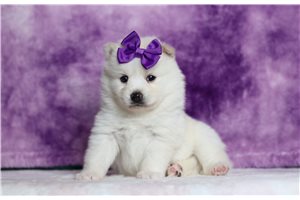 Mona - Pomsky for sale