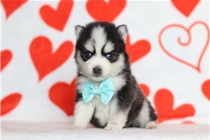 Keanu - Pomsky for sale