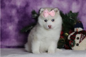 Brielle - Pomsky for sale