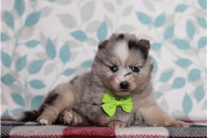 Heath - Pomsky for sale