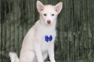 Ezekiel - Pomsky for sale