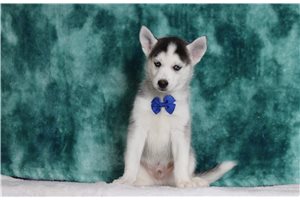 Bennett - Pomsky for sale