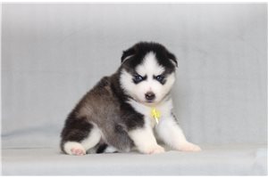 Alex - Pomsky for sale