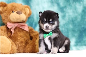 Owen - Pomsky for sale