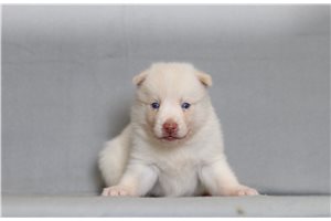 Everett - Pomsky for sale