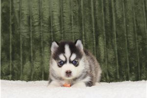 Fenton - Pomsky for sale