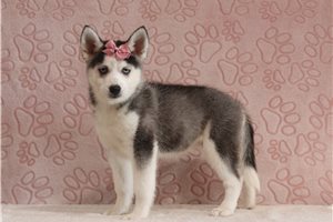 Bliss - Pomsky for sale