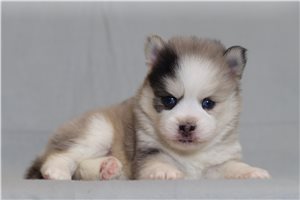 Quinn - Pomsky for sale