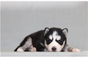 Gregor - Pomsky for sale