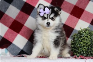 Fiona - Pomsky for sale