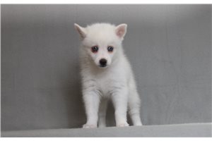 Raelyn - Pomsky for sale