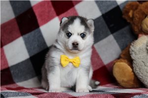 Benjamin - Pomsky for sale