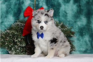 Vesper - Pomsky for sale