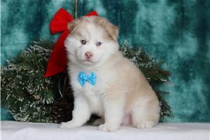 Viggo - Pomsky for sale