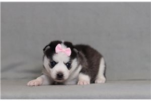 Bliss - Pomsky for sale