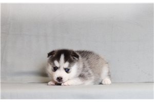 Zavier - Pomsky for sale