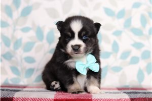 Fonzie - Pomsky for sale