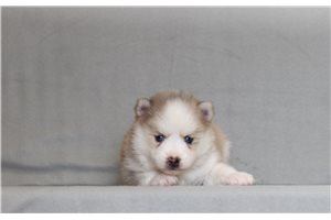 Zack - Pomsky for sale