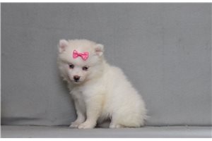 Agnes - Pomsky for sale